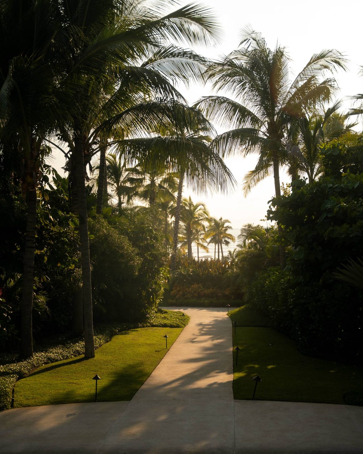 A path through palm trees leading toward the sea